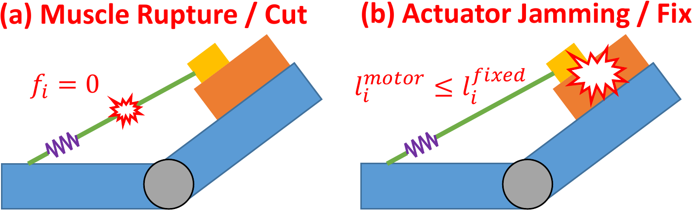 Muscle rupture and actuator jamming considered in this study