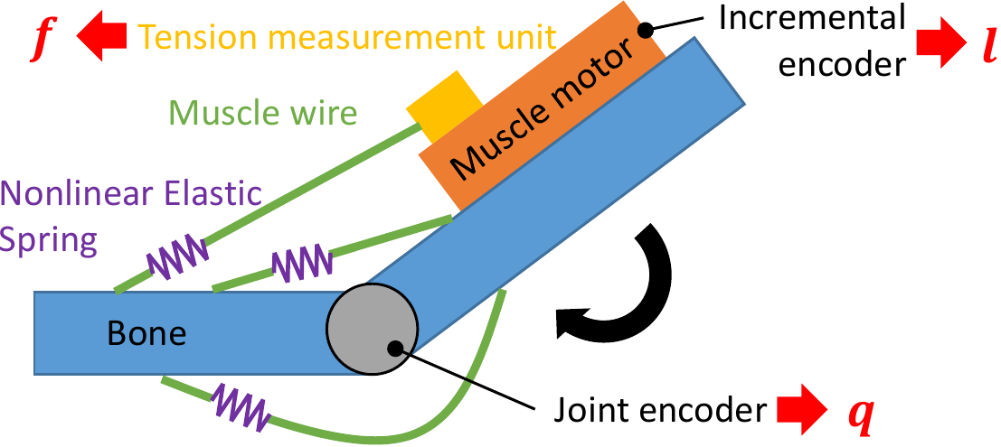 Basic structure of musculoskeletal robots