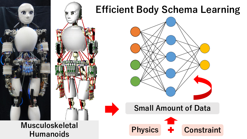 PIMBS: Efficient Body Schema Learning for Musculoskeletal Humanoids with Physics-Informed Neural Networks